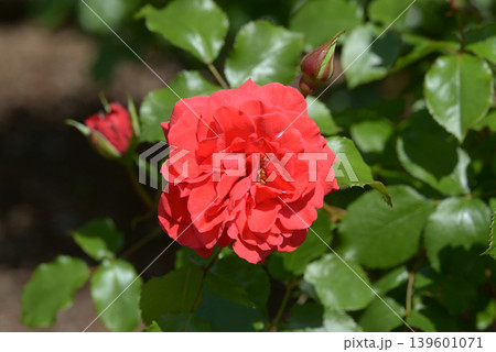 アホイ　バラの花 139601071