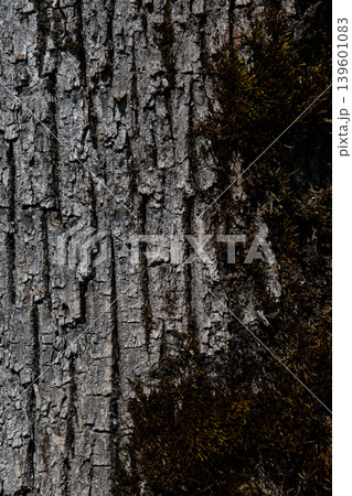 Tree bark and moss forming natural organic texture close up background 139601083