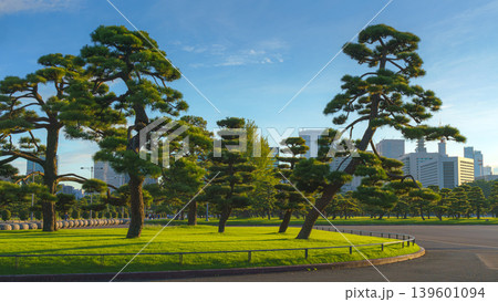 Tokyo, Japan - Oct 01 2024, panoramic view of a park with Japanese black pine trees and glass skyscrapers and a cloudy sky in the background, in the Chiyoda district, without people, Tokyo, Japan 139601094