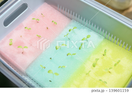 リーフレタスを水耕栽培で育てる リーフレタスを水耕栽培で育てる 139601159