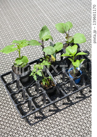 野菜の苗(トマト ナス キュウリ ピーマン) 野菜の苗(トマト ナス キュウリ ピーマン) 139601170