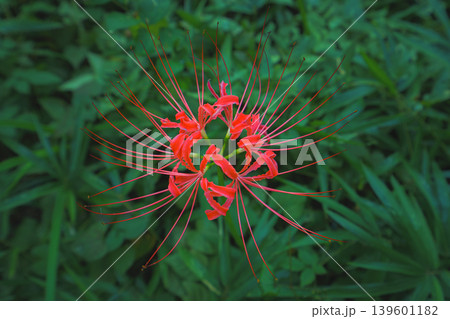 Tokyo, Japan - Oct 01 2024, Close-up view of a blooming Lycoris flower with a red bud, against the background of a lawn, in the garden on the grounds of the Tokyo Imperial Palace, Tokyo, Japan Tokyo, Japan - Oct 01 2024, Close-up view of a blooming Lycoris flower with a red bud, against the background of a lawn, in the garden on the grounds of the Tokyo Imperial Palace, Tokyo, Japan 139601182