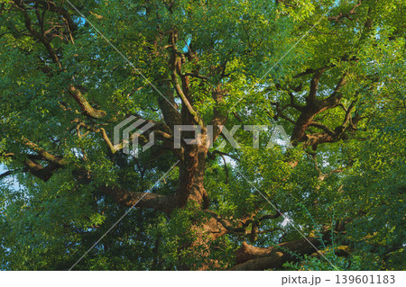 Tokyo, Japan - Oct 01 2024, panoramic view of crown of a spreading tree from below, with sunbeams and blue sky filtering through foliage, in a garden on grounds of Tokyo Imperial Palace, Tokyo, Japan Tokyo, Japan - Oct 01 2024, panoramic view of crown of a spreading tree from below, with sunbeams and blue sky filtering through foliage, in a garden on grounds of Tokyo Imperial Palace, Tokyo, Japan 139601183