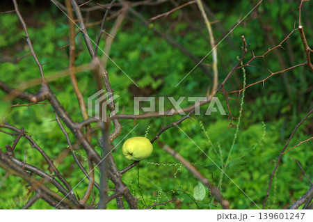 Tokyo, Japan - Oct 01 2024, close-up view of the branches and leaves of a tree with a Chaenomeles fruit hanging among them, in the East Gardens of the Tokyo Imperial Palace, at daytime, Tokyo, Japan 139601247