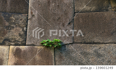 Tokyo, Japan - Oct 01 2024, close-up view of the fortress wall from which plant leaves grow, at the Tokyo Imperial Palace, at daytime, without people, Tokyo, Japan 139601249