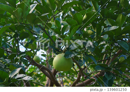 Tokyo, Japan - Oct 01 2024, close-up view of the branches and leaves of a tree with a Chaenomeles fruit hanging among them, in the East Gardens of the Tokyo Imperial Palace, at daytime, Tokyo, Japan 139601250