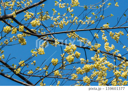 アオモジの花と春の青空03 アオモジの花と春の青空03 139601377