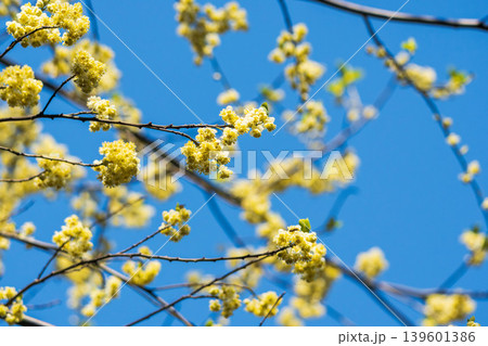 アオモジの花と春の青空12 アオモジの花と春の青空12 139601386