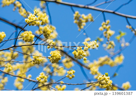 アオモジの花と春の青空13 アオモジの花と春の青空13 139601387