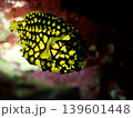 マツカサウオ 139601448