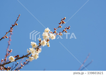 白色の梅の花と枝と冬の青空50 139601621