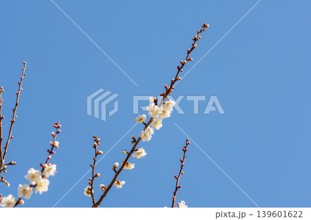 白色の梅の花と枝と冬の青空51 白色の梅の花と枝と冬の青空51 139601622