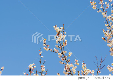 白色の梅の花と枝と冬の青空54 白色の梅の花と枝と冬の青空54 139601625