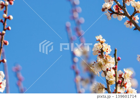 白色の梅の花と枝と冬の青空01 白色の梅の花と枝と冬の青空01 139601714