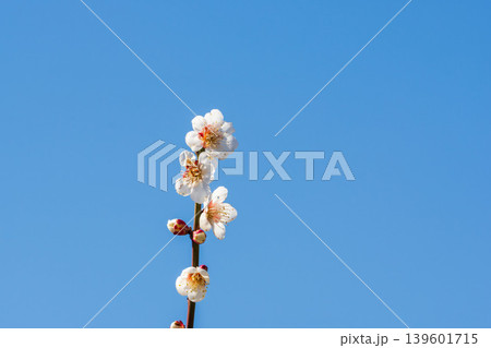 白色の梅の花と枝と冬の青空02 139601715