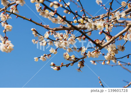 白色の梅の花と枝と冬の青空15 白色の梅の花と枝と冬の青空15 139601728