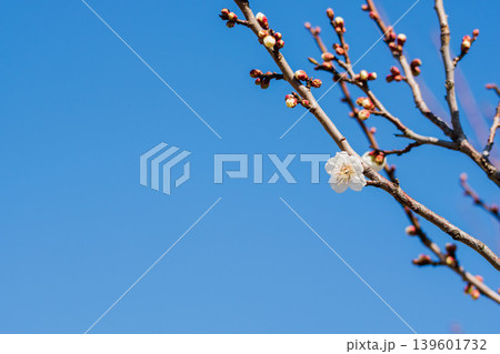 白色の梅の花と枝と冬の青空19 139601732