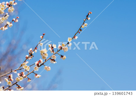 白色の梅の花と枝と冬の青30 白色の梅の花と枝と冬の青30 139601743