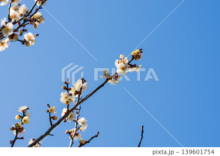 白色の梅の花と枝と冬の青41 139601754