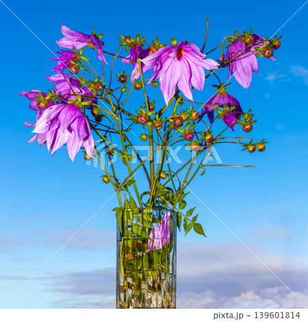 A vibrant bell tree dahlia plant against a blue sky background 139601814