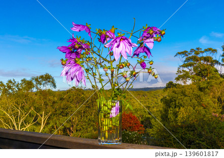 A vibrant bell tree dahlia plant against a blue sky background A vibrant bell tree dahlia plant against a blue sky background 139601817