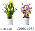 美しいデンドロビュームとカラーの花の鉢植え切抜き 139601969