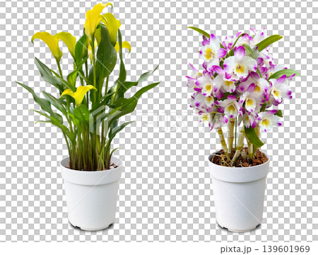 Beautiful potted Dendrobium and Calla Lily flower cutouts Beautiful potted Dendrobium and Calla Lily flower cutouts 139601969