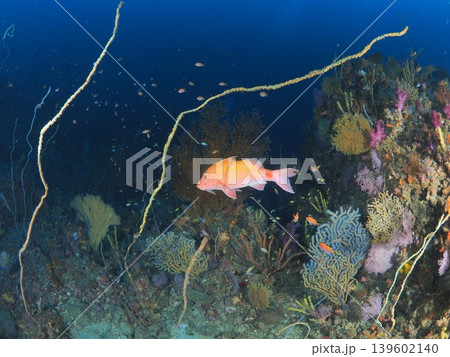 伊東の海を泳ぐ赤い大魚とサンゴ 139602140