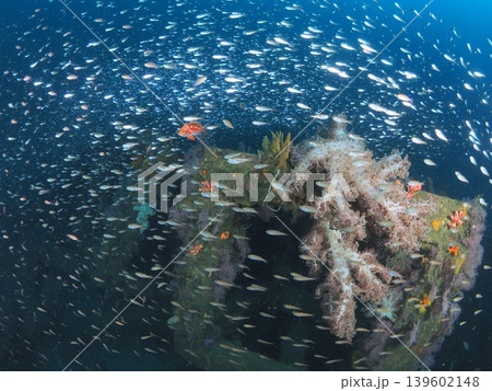 伊東のキラキラと輝く小魚の大群 伊東のキラキラと輝く小魚の大群 139602148