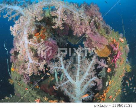 伊東の海に広がるソフトコーラルの花畑 伊東の海に広がるソフトコーラルの花畑 139602155
