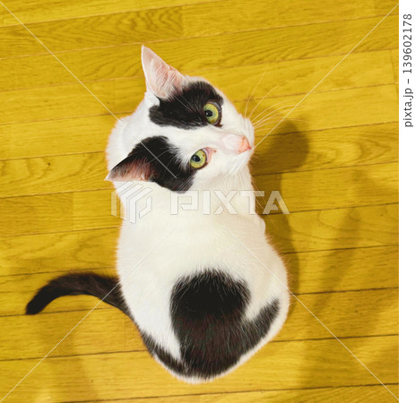 見上げる白黒猫の俯瞰写真　室内でこちらを見るかわいい飼い猫 139602178