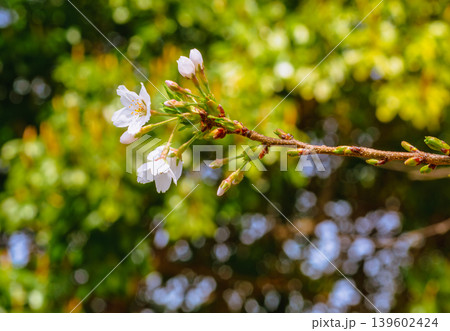 春の日差しを浴びる桜 春の日差しを浴びる桜 139602424