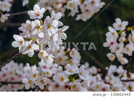 春の日差しを浴びる桜 春の日差しを浴びる桜 139602449