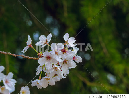 春の日差しを浴びる桜 春の日差しを浴びる桜 139602453
