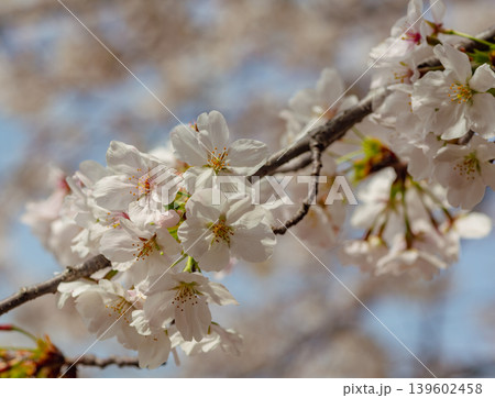 春の日差しを浴びる桜 春の日差しを浴びる桜 139602458