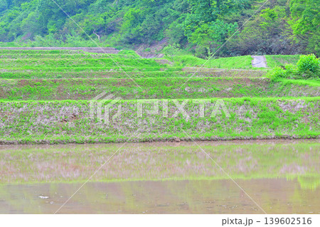 当間高原の麓の棚田 新緑の田植え時の風景 新潟県十日町市 当間高原の麓の棚田 新緑の田植え時の風景 新潟県十日町市 139602516
