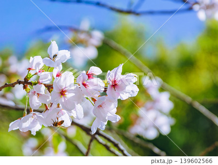 青空に映える桜 青空に映える桜 139602566