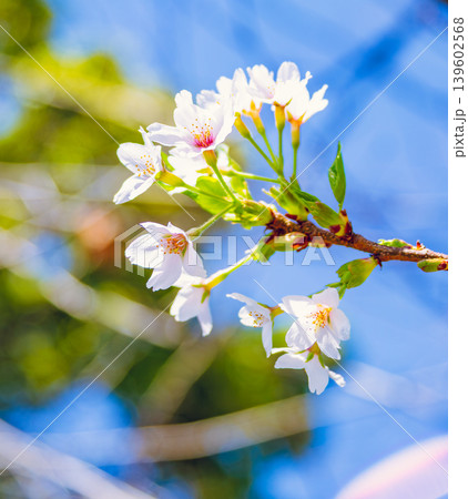 青空に映える桜 139602568