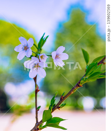 白い桜の花 白い桜の花 139602569