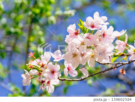 青空に映える桜 青空に映える桜 139602584