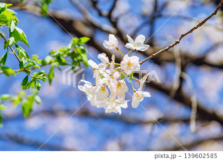 青空に映える桜 青空に映える桜 139602585