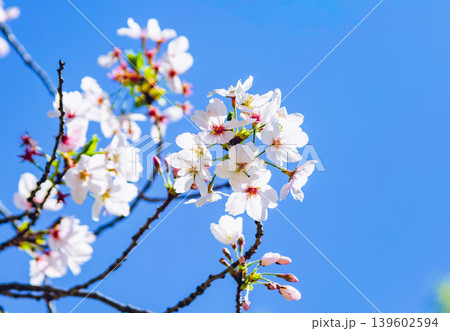 青空に映える桜 青空に映える桜 139602594