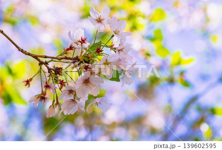 青空に映える桜 青空に映える桜 139602595