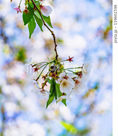 青空に映える桜 青空に映える桜 139602596