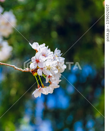 青空に映える桜 青空に映える桜 139602607