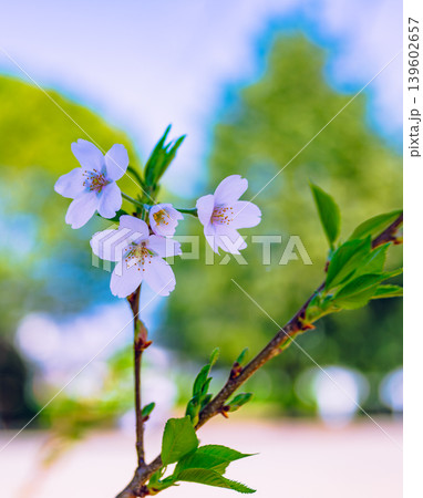 桜の花と青い空 139602657