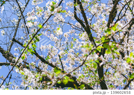 桜の花と青い空 桜の花と青い空 139602658