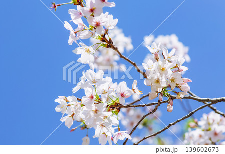 桜の花と青い空 139602673