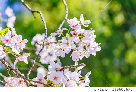 桜の花と青い空 139602676