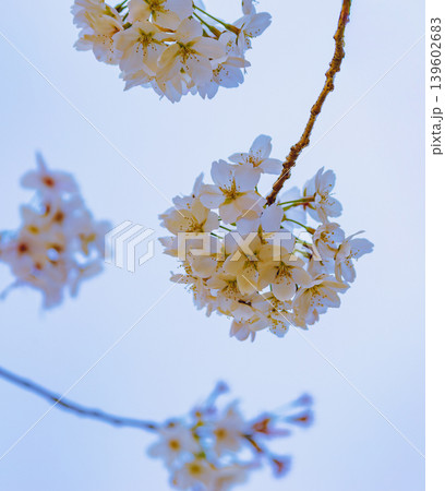 桜の花と青い空 桜の花と青い空 139602683